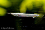 Platinum Halfbeak