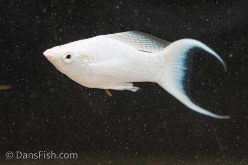 Platinum Lyretail Molly