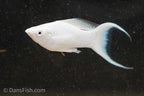 Platinum Lyretail Molly