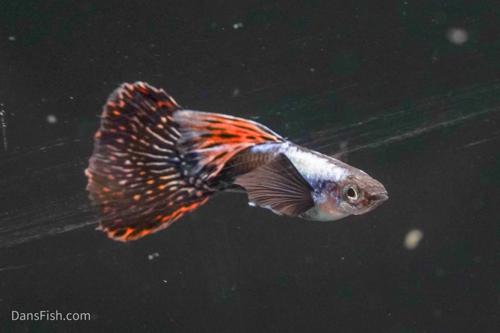 Platinum Red Mosaic Guppy