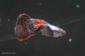 Platinum Red Mosaic Guppy