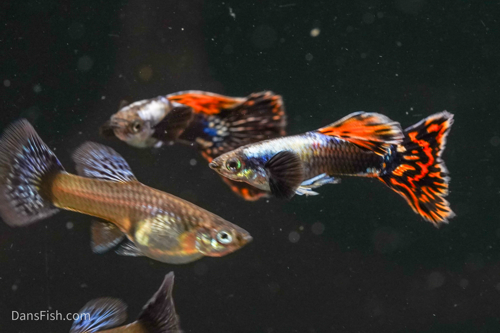 Platinum Red Mosaic Guppy