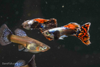 Platinum Red Mosaic Guppy