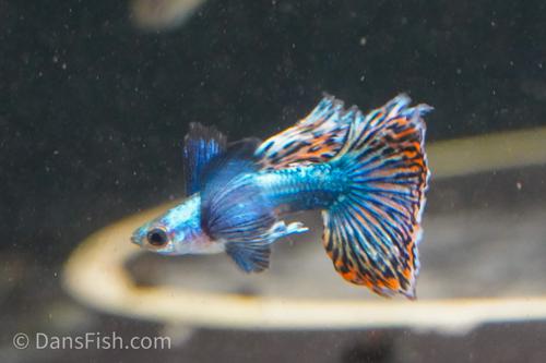 Platinum Red Mosaic Guppy