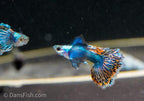 Platinum Red Mosaic Guppy