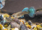 Platinum Red Mosaic Guppy