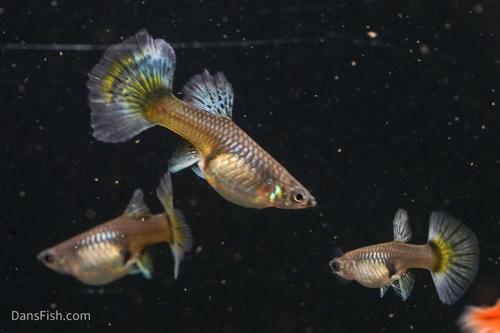 Platinum Redtail Dumbo Ear Guppy