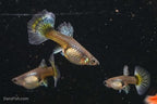 Platinum Redtail Dumbo Ear Guppy