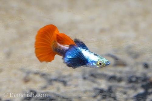 Platinum Redtail Dumbo Ear Guppy