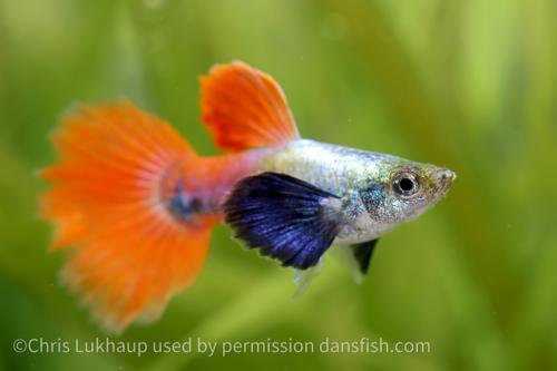 Platinum Redtail Dumbo Ear Guppy
