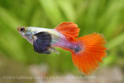 Platinum Redtail Dumbo Ear Guppy