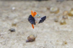Platinum Redtail Dumbo Ear Guppy