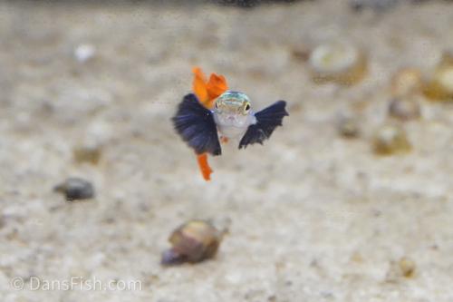 Platinum Redtail Dumbo Ear Guppy