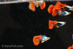 Platinum Redtail Dumbo Ear Guppy