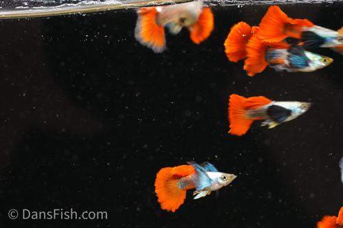 Platinum Redtail Dumbo Ear Guppy