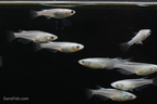 Platinum Ricefish