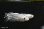 Platinum Ricefish