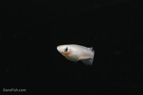 Platinum Ricefish