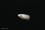 Platinum Ricefish
