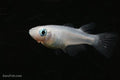 Platinum Ricefish