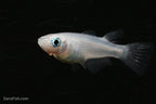 Platinum Ricefish