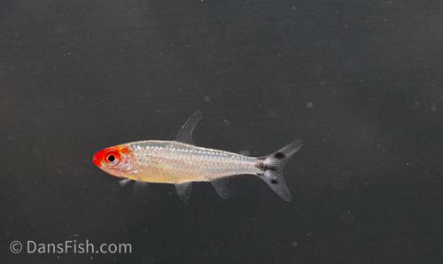 Platinum Rummynose Tetra