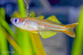 Pseudomugil ivantsoffi