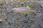 Pseudomugil ivantsoffi