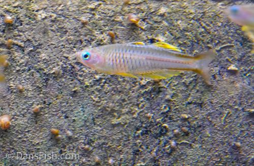 Pseudomugil ivantsoffi