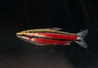 Purple Pencilfish 'Rio Huallaga'