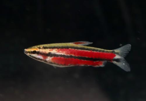 Purple Pencilfish 'Rio Huallaga'