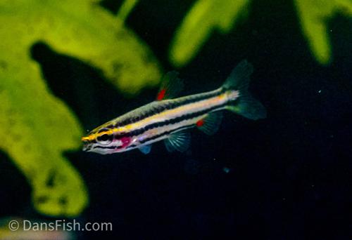 Purple Pencilfish 'Rio Huallaga'