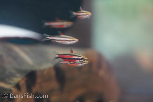 Purple Pencilfish 'Rio Huallaga'