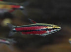 Purple Pencilfish 'Rio Huallaga'
