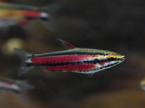 Purple Pencilfish 'Rio Huallaga'