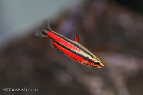 Purple Pencilfish 'Rio Huallaga'