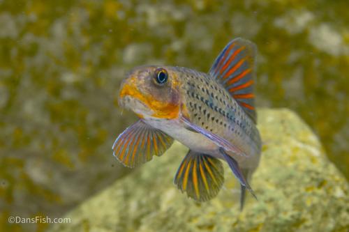 Purple Sailfin Gudgeon