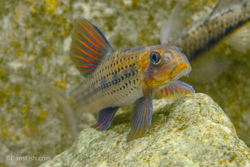 Purple Sailfin Gudgeon