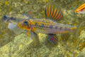 Purple Sailfin Gudgeon