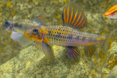 Purple Sailfin Gudgeon
