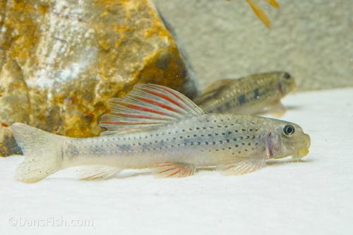 Purple Sailfin Gudgeon