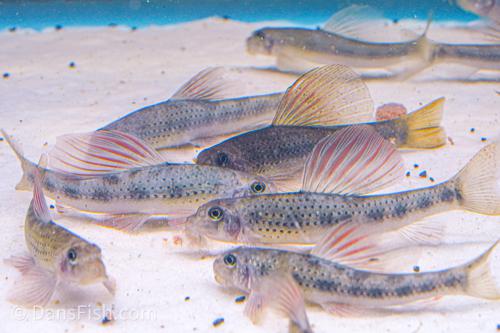 Purple Sailfin Gudgeon