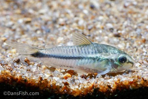 Pygmy Cory