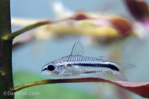 Pygmy Cory
