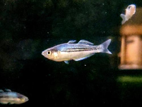 Pygmy Rainbowfish