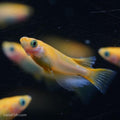 RLF Red Emperor Medaka Ricefish