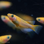 RLF Red Emperor Medaka Ricefish