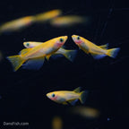 RLF Red Emperor Medaka Ricefish