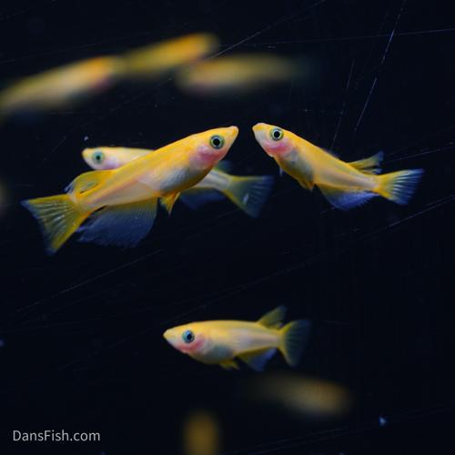 RLF Red Emperor Medaka Ricefish