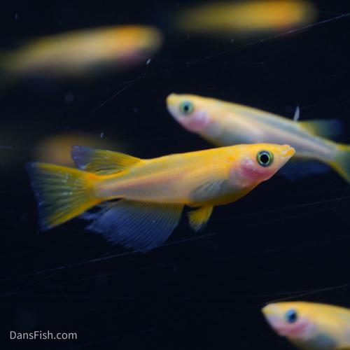 RLF Red Emperor Medaka Ricefish